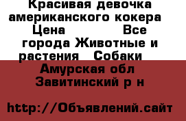 Красивая девочка американского кокера › Цена ­ 35 000 - Все города Животные и растения » Собаки   . Амурская обл.,Завитинский р-н